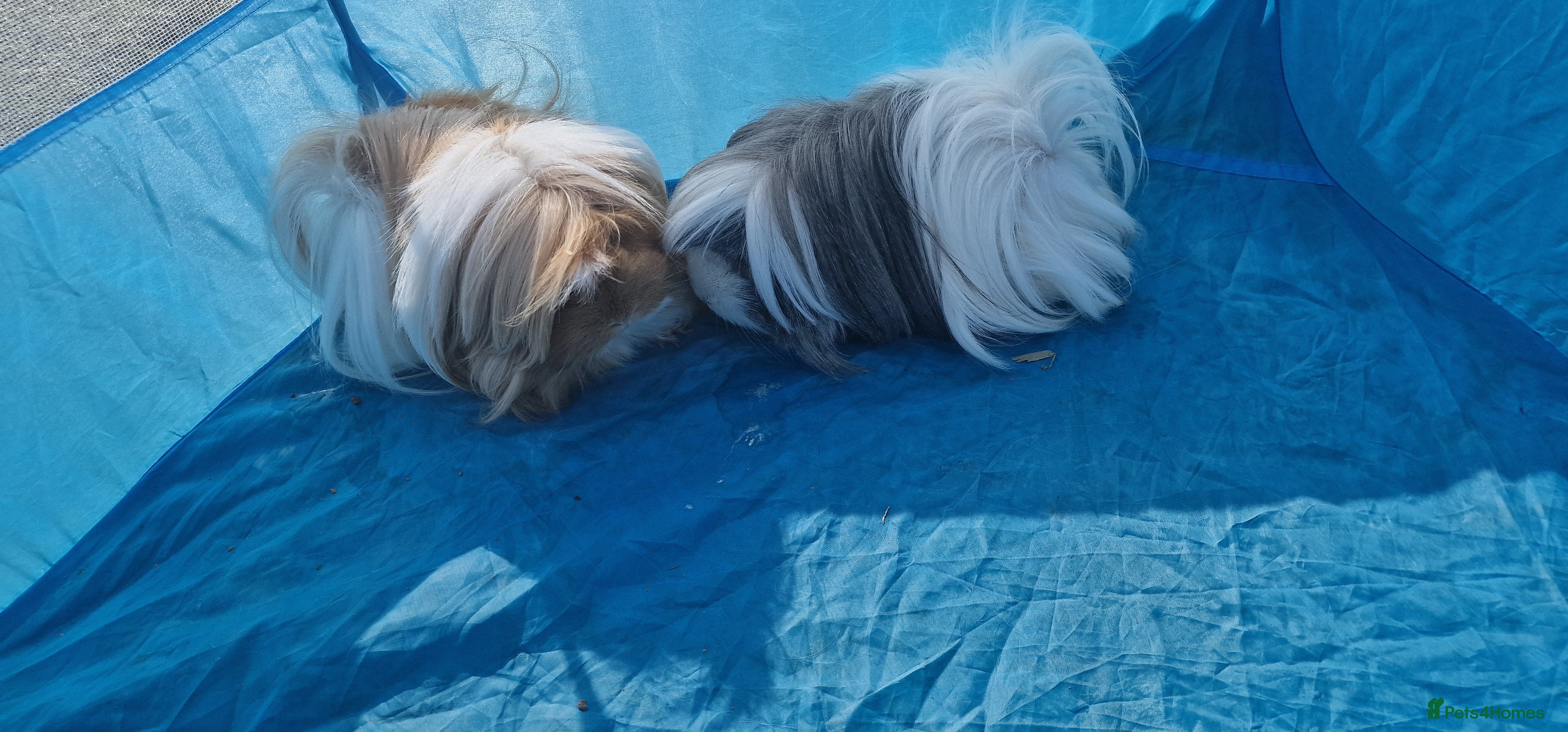 Guinea Pig rodents 2 female guinea pigs  - Advert 2