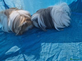 Guinea Pig rodents 2 female guinea pigs - Advert 3