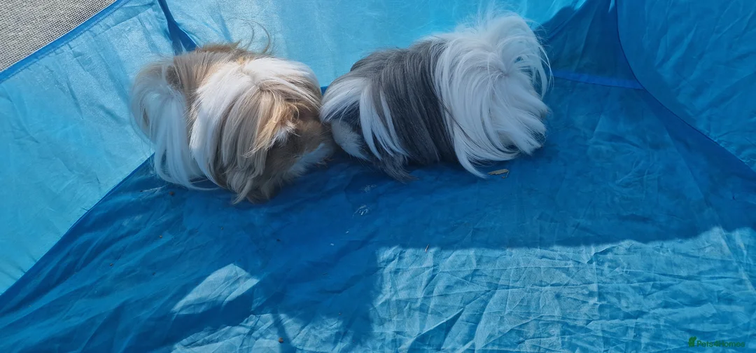 Guinea Pig rodents for sale: 2 female guinea pigs  - Advert 1