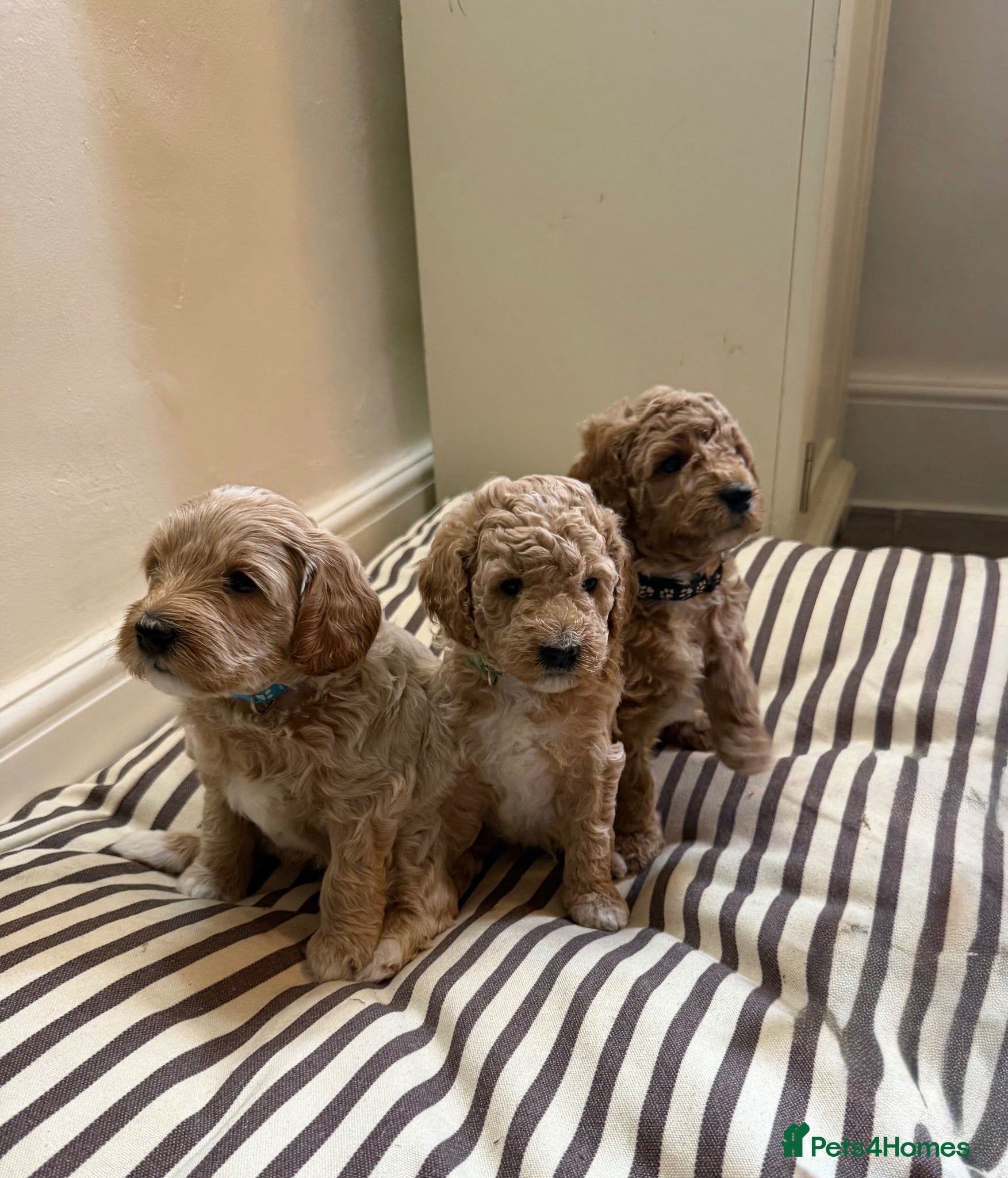 Mini Goldendoodle dogs Mini Goldendoodle puppies 🐶🫶🏻 - Advert 1