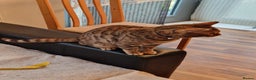 Bengal cats for stud: Stud cat Tica actives 5 generations pedigree  in Barnsley - Advert 36