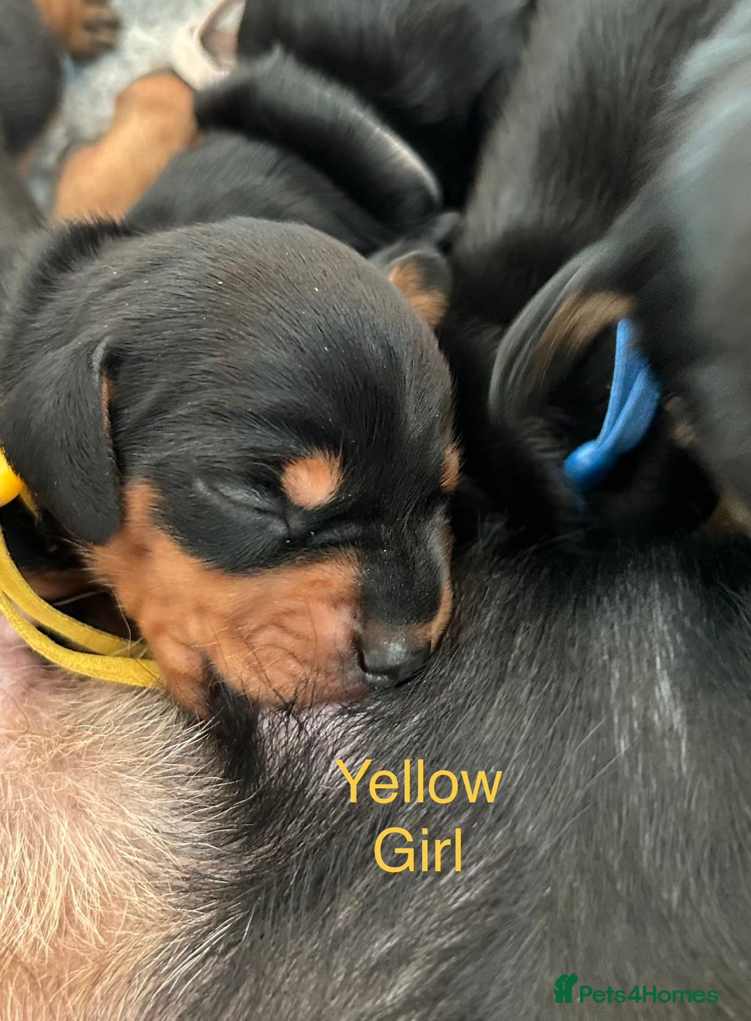 Miniature Dachshund dogs for sale: Miniature Smooth Haired Dachshunds  - Advert 9