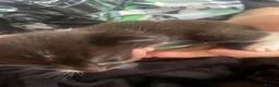 Mixed Breed cats for sale: 3 gorgeous kittens - Advert 26