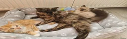 Mixed Breed cats for sale: Kitten - Advert 10