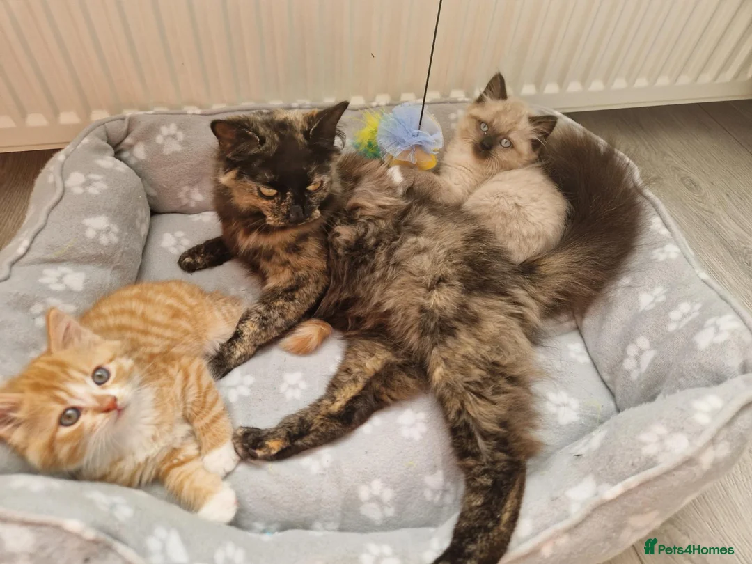 Mixed Breed cats for sale: Kitten - Advert 10