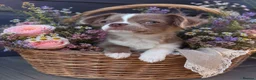 Chihuahua dogs for sale: Longcoat apple head chihuahua Russian blood lines - Advert 3