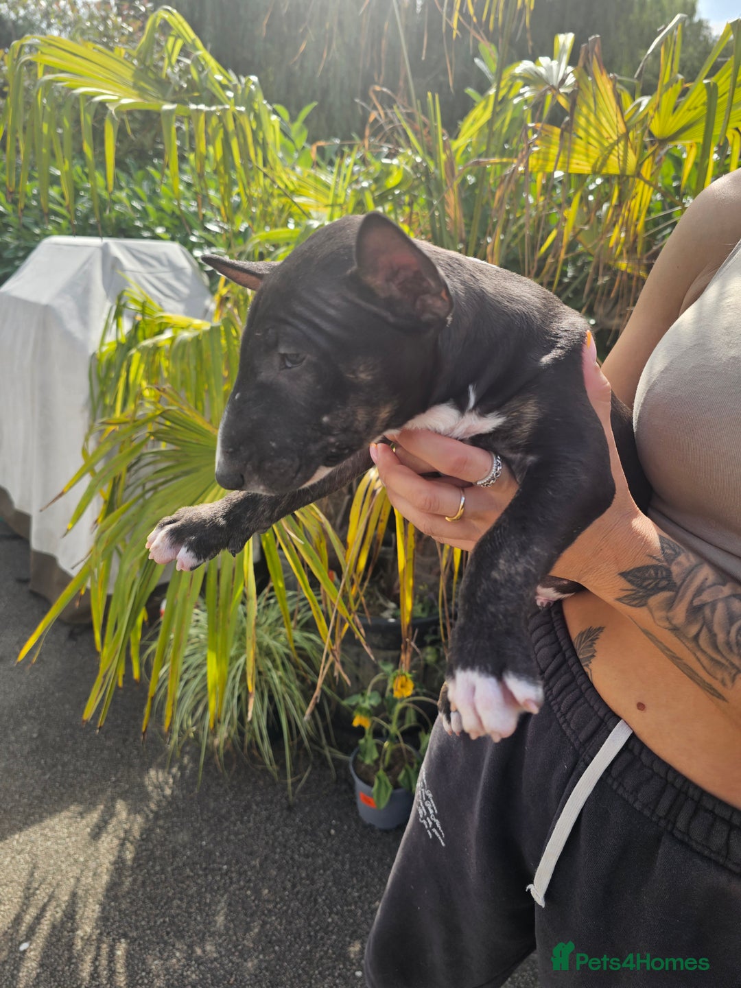 English Bull Terrier dogs for sale: English bullterrier pups for sale  - Image 21