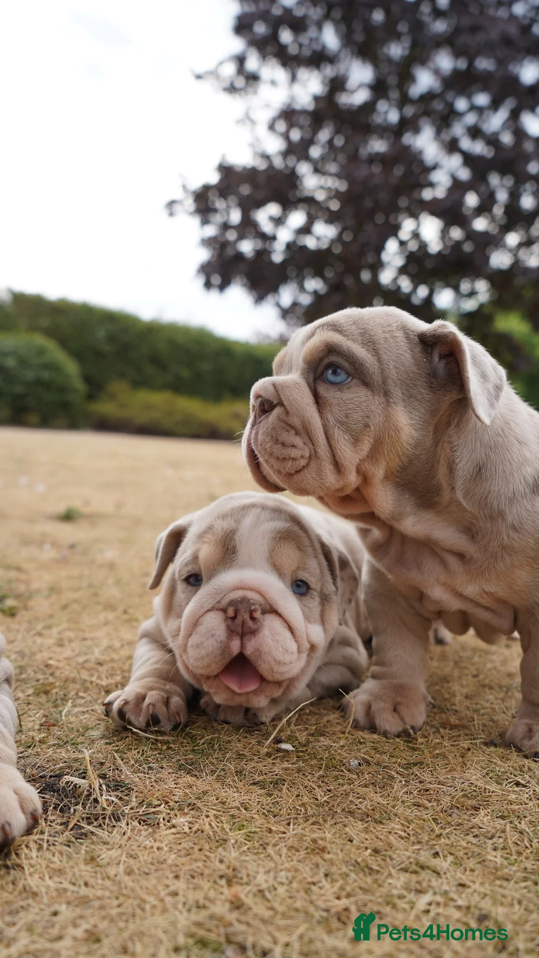 English Bulldog dogs for sale: 💎 English Bulldog Puppies!  2🌸- Girls Left 🏡  - Advert 2