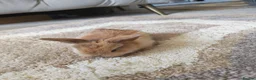 Mini Lion Lop rabbits for sale: Lop/ lion head baby bunnys  - Advert 18
