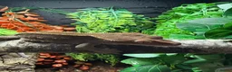 Gecko reptiles for sale: Male Capp crested gecko  - Advert 2