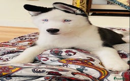 Siberian Husky dogs for stud: Stunning Blue eye Sibrian Husky for Stud in Liverpool - Image 6