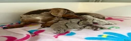 Miniature Dachshund dogs for stud: **Frankie the most handsome mini dachshund** - Advert 3