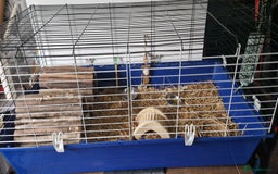Guinea Pig rodents for sale: 2 beautiful female guinea pigs - Advert 4