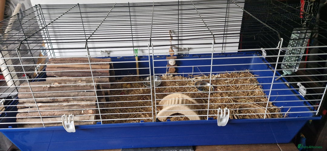 Guinea Pig rodents for sale: 2 beautiful female guinea pigs - Advert 4