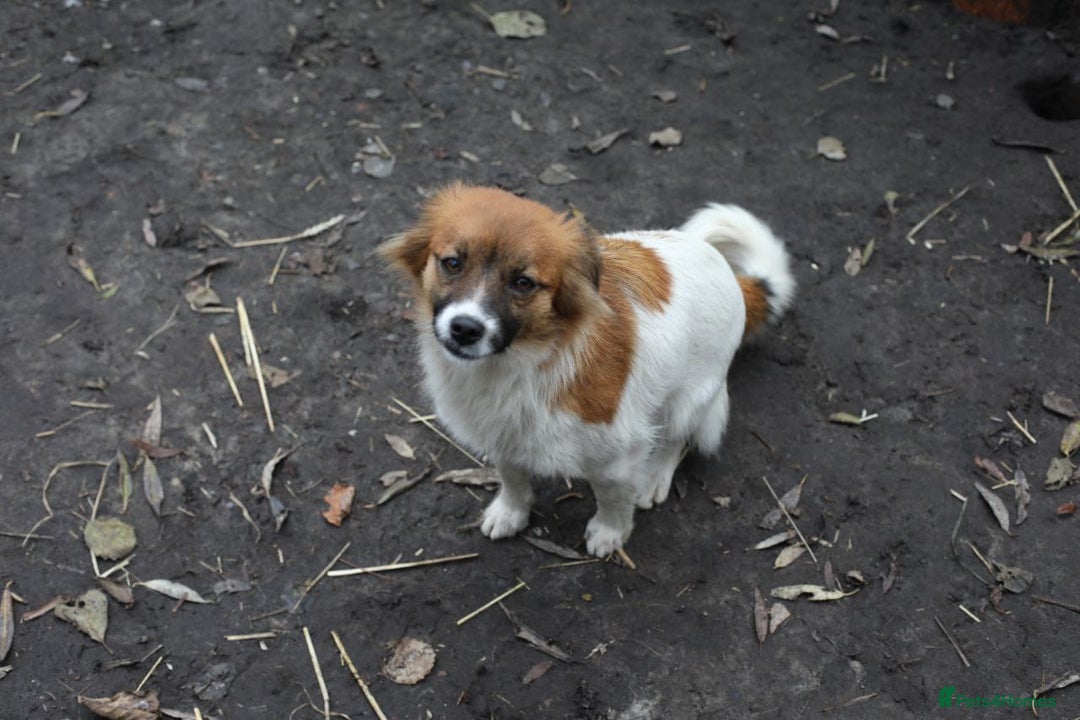 Mixed Breed dogs for adoption: 💖🐶 MIMI 🐶💖 - Advert 6