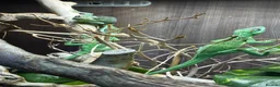 Anole reptiles for sale: Cuban Knight Anole & Cuban False chameleon babies - Advert 8