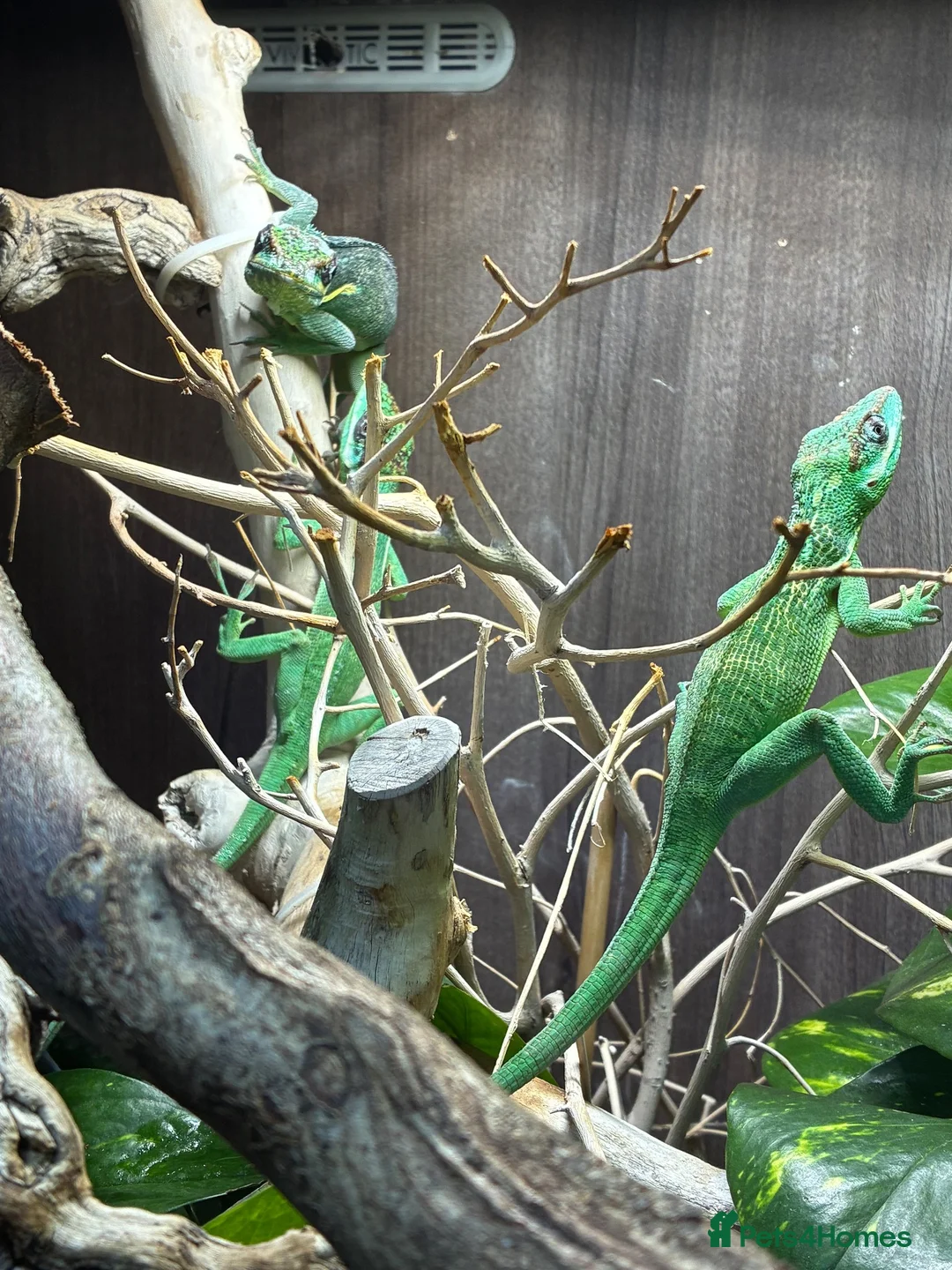Anole reptiles for sale: Cuban Knight Anole & Cuban False chameleon babies - Advert 8