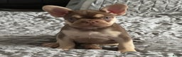 French Bulldog dogs for stud: new shade chocolate and tan carrying fluffy stud in Rochdale - Advert 20
