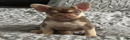 French Bulldog dogs for stud: new shade chocolate and tan carrying fluffy stud in Rochdale - Advert 20