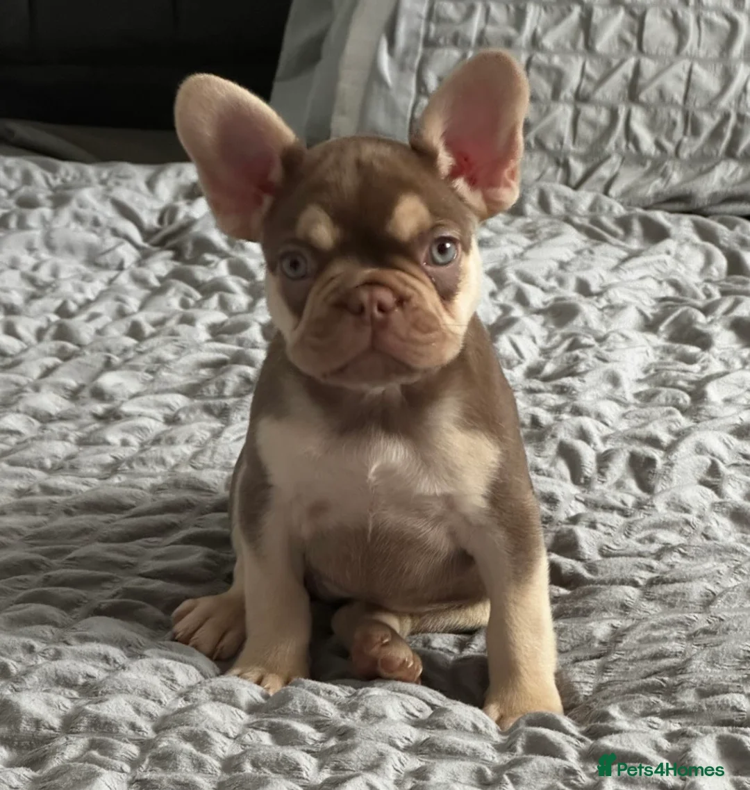 French Bulldog dogs for stud: new shade chocolate and tan carrying fluffy stud in Rochdale - Advert 20