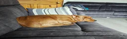 Cockalier dogs for sale: Meet Max - Advert 5