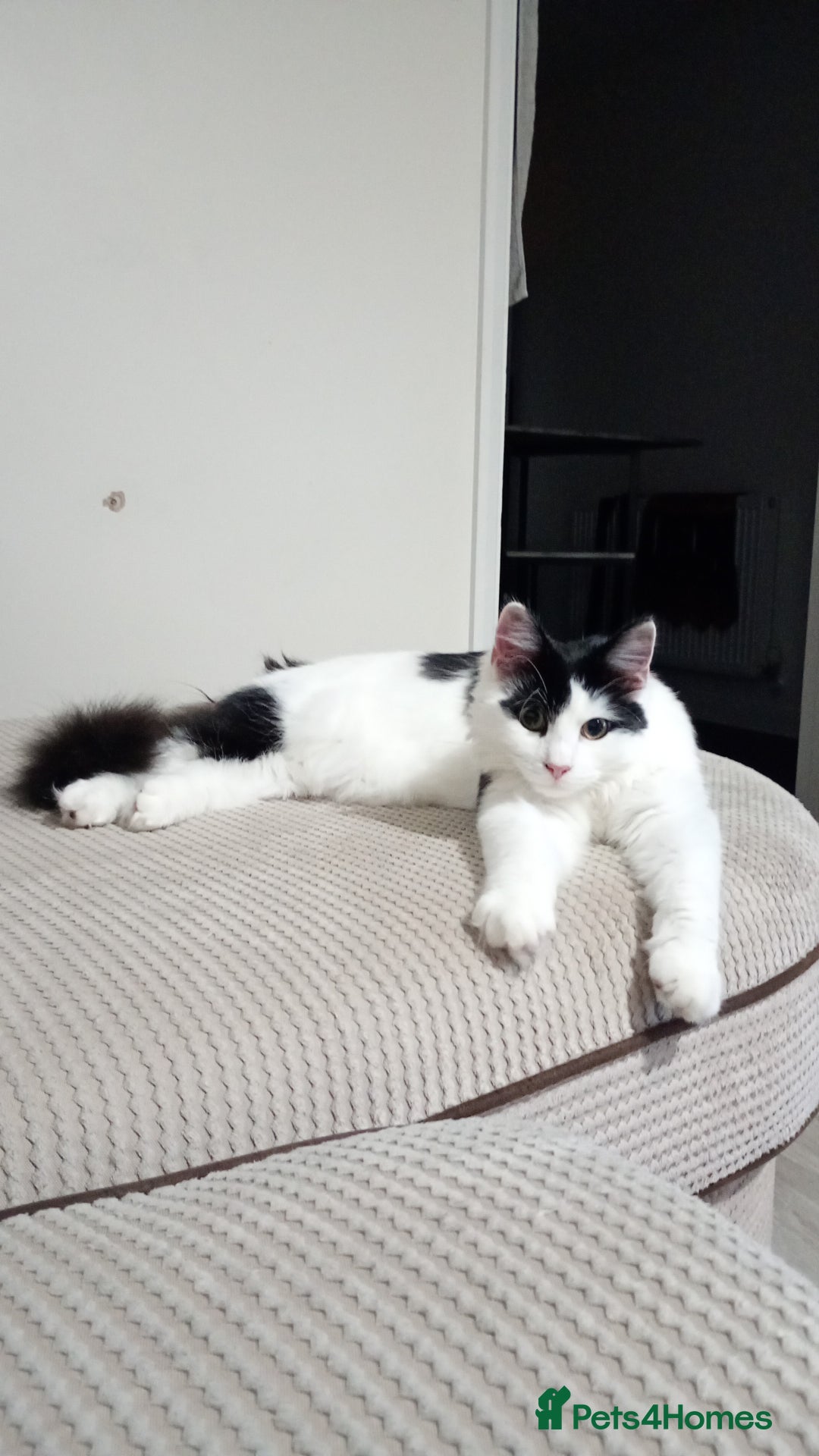 Mixed Breed cats for sale: Milo - 8 month old  - Advert 1