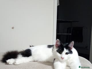 Mixed Breed cats Milo - 8 month old - Advert 14