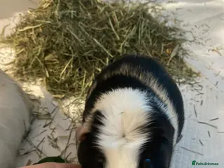 Guinea Pig rodents Friendly Guinea pigs with cage - Advert 14