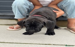 Mixed Breed dogs for sale: Last Four Mastiff pups available  - Image 12