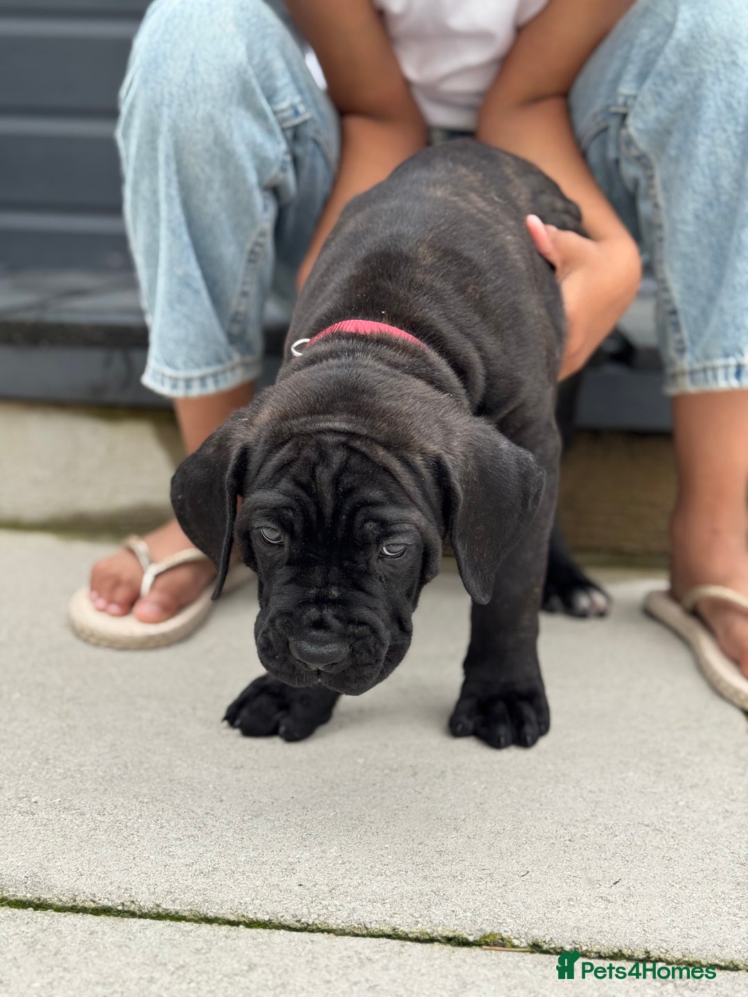 Mixed Breed dogs for sale: Last Four Mastiff pups available  - Image 12