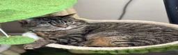 Mixed Breed cats for sale: Gorgeous tabby kittens  - Advert 7