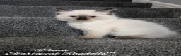 Ragdoll cats for sale: Stunning GCCF REG PEDIGREE RAGDOLLS - Advert 37