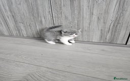 British Shorthair cats for sale: British shorthair x Scottish fold - Image 3