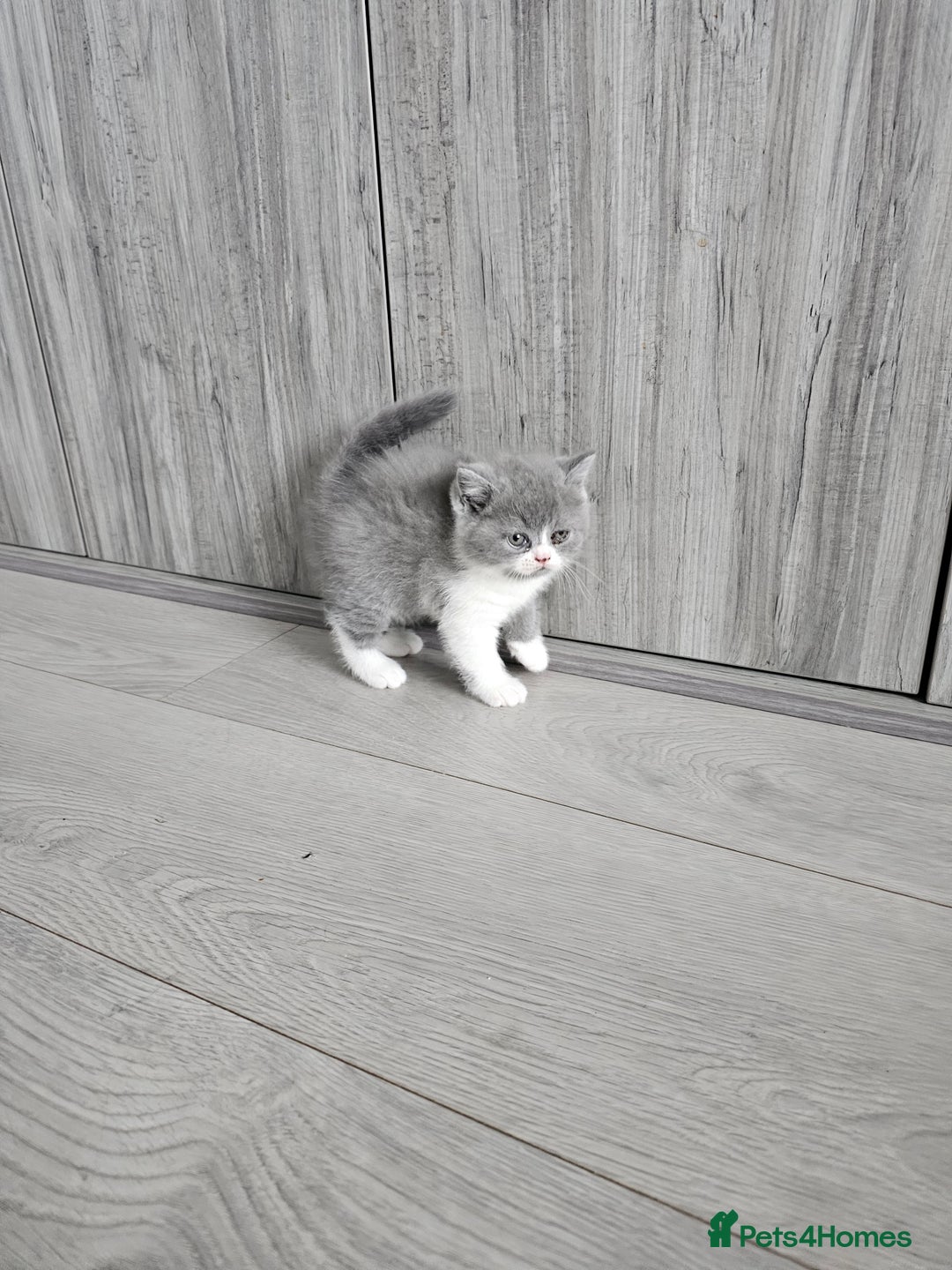 British Shorthair cats for sale: British shorthair x Scottish fold - Image 3