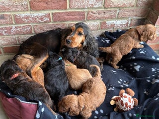 Cockapoo dogs - Advert 20