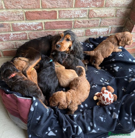 Cockapoo dogs - Advert 4