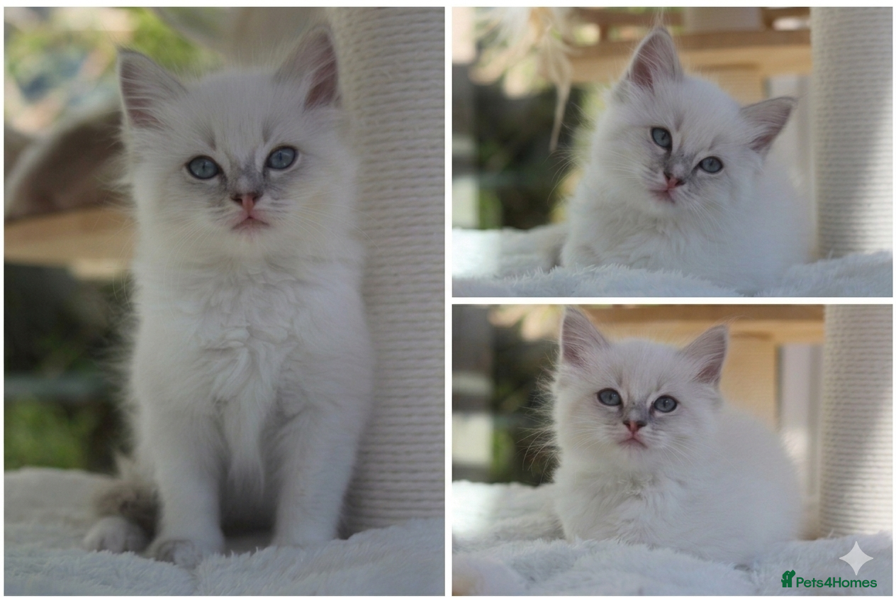 Ragdoll cats Adorable TICA Ragdoll/Cherubim Kittens  - Advert 8