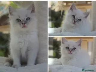 Ragdoll cats Adorable TICA Ragdoll/Cherubim Kittens - Advert 3
