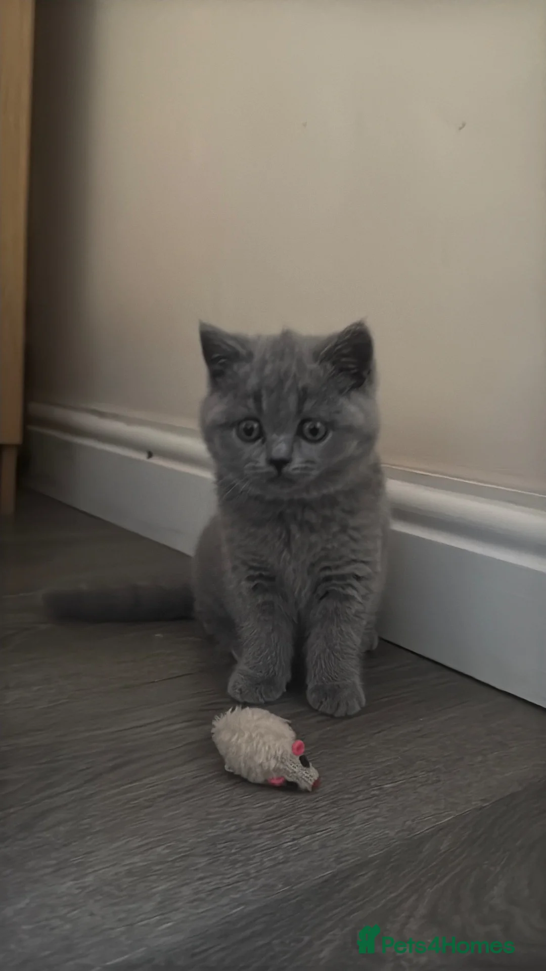 British Shorthair cats for sale: British Short Hair, Female, 13 Weeks - Advert 2