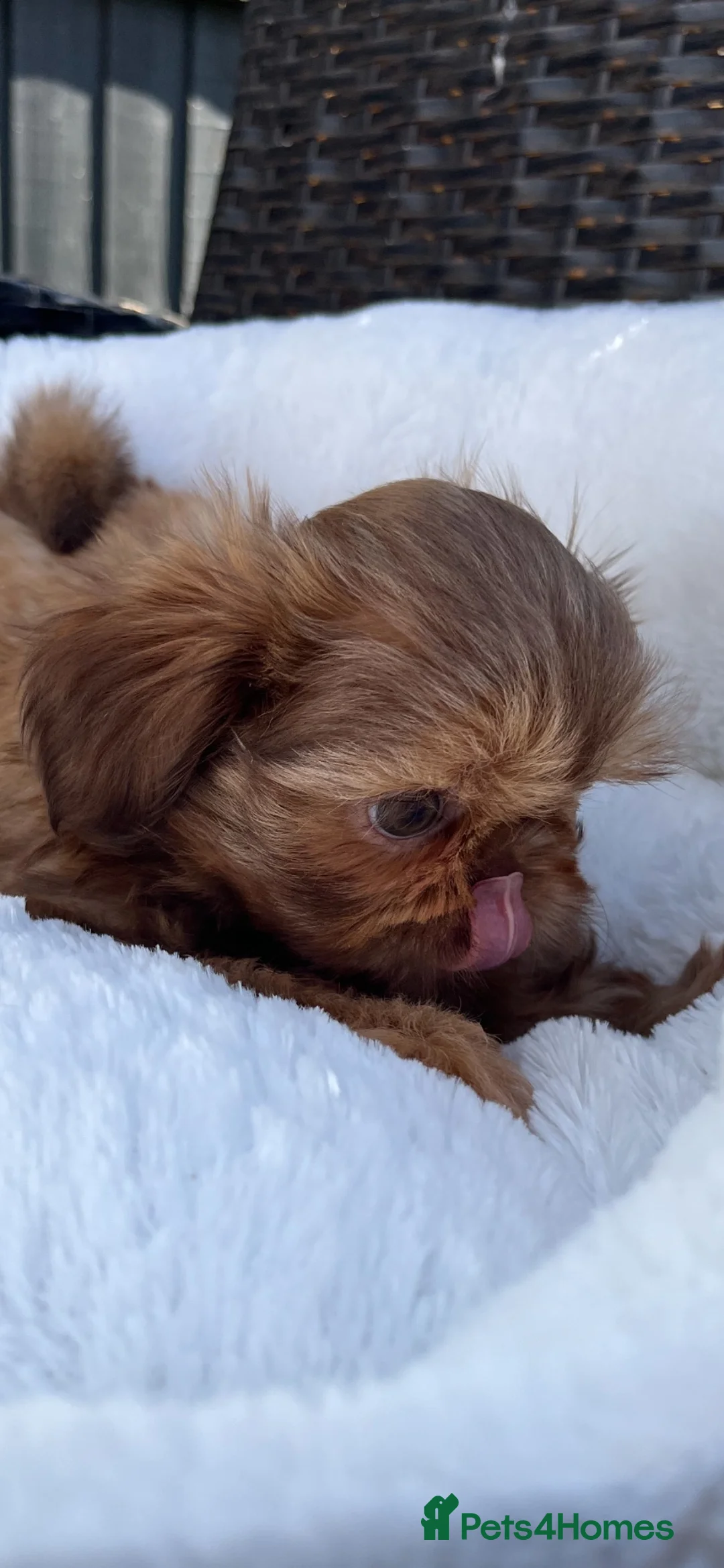 Shih Tzu dogs for sale: Stunning imperial girl  - Advert 10