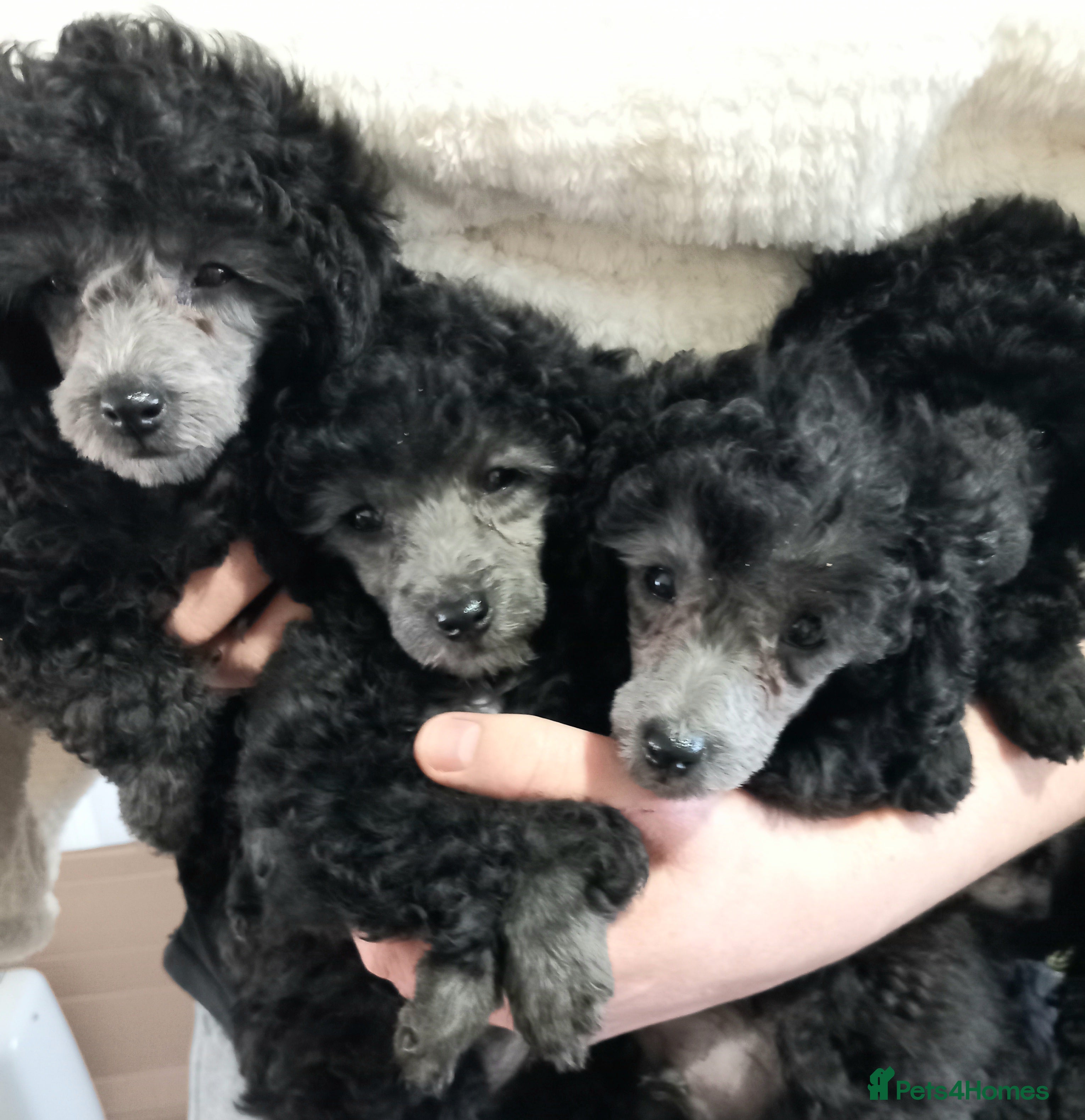 Toy Poodle dogs KC FULL PEDIGREE 2 SILVER & 1 BLACK TOY POODLES - Advert 17
