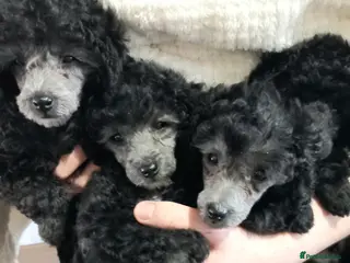 Toy Poodle dogs KC FULL PEDIGREE 2 SILVER & 1 BLACK TOY POODLES - Advert 17