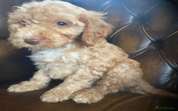 Cockapoo dogs for sale: Cockapoos  - Image 20