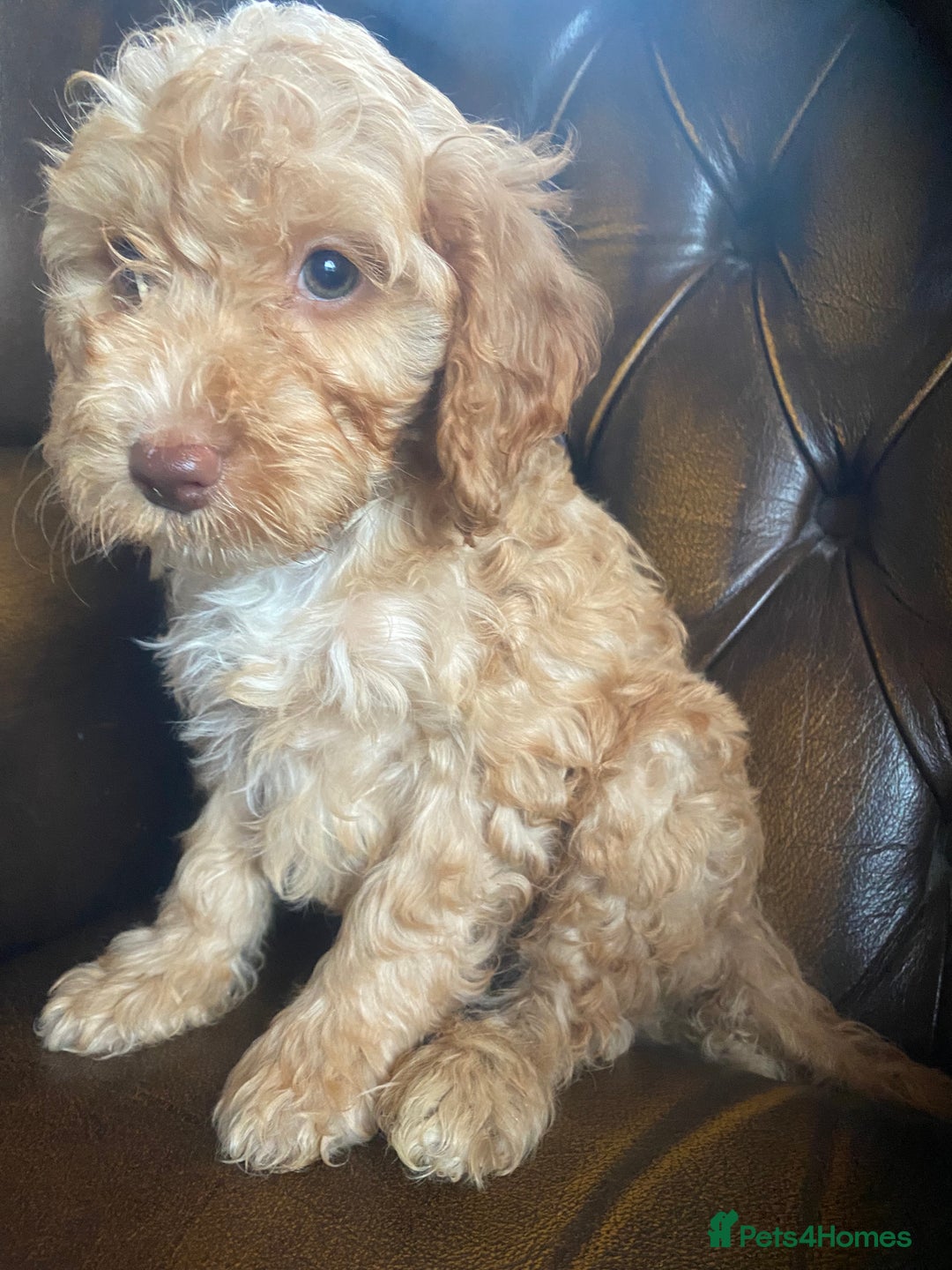 Cockapoo dogs for sale: Cockapoos  - Image 20