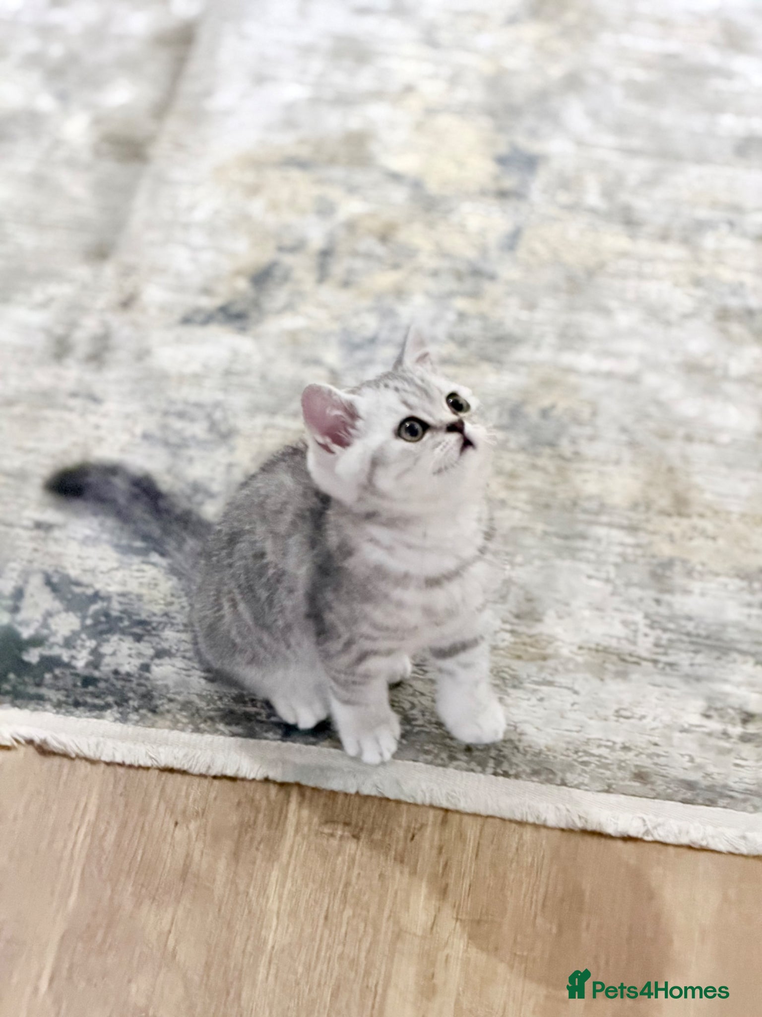 British Shorthair cats for sale: Stunning British Shorthair - Advert 6