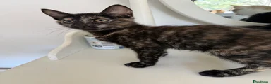 Calypso - Tortoiseshell 