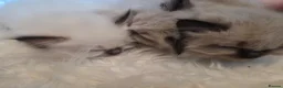 Ragdoll cats for sale: 3 beautiful fluffy ragdoll kittens - Advert 8