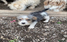 Jack Russell dogs for sale: Jack Russell - Image 3