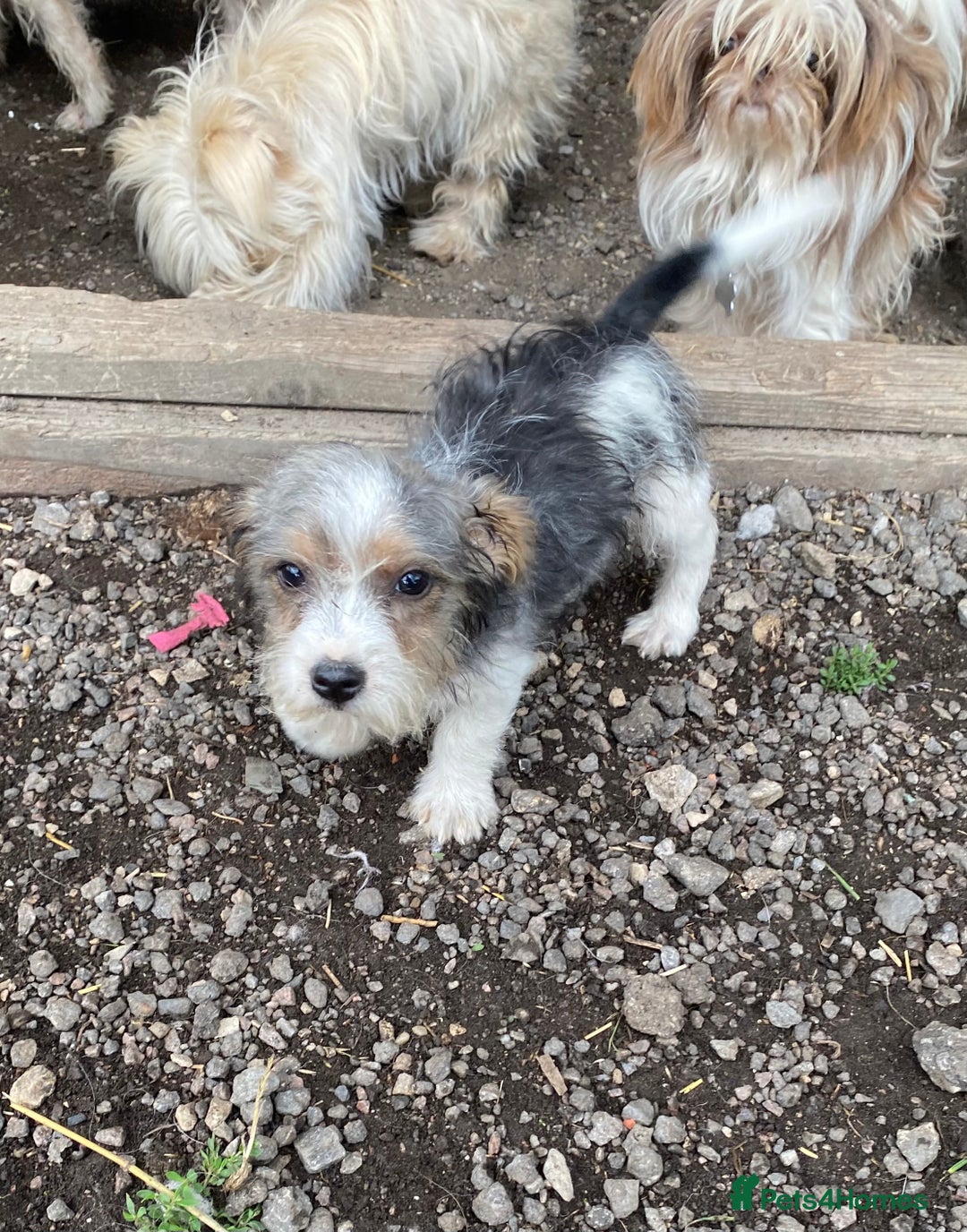Jack Russell dogs for sale: Jack Russell - Image 3