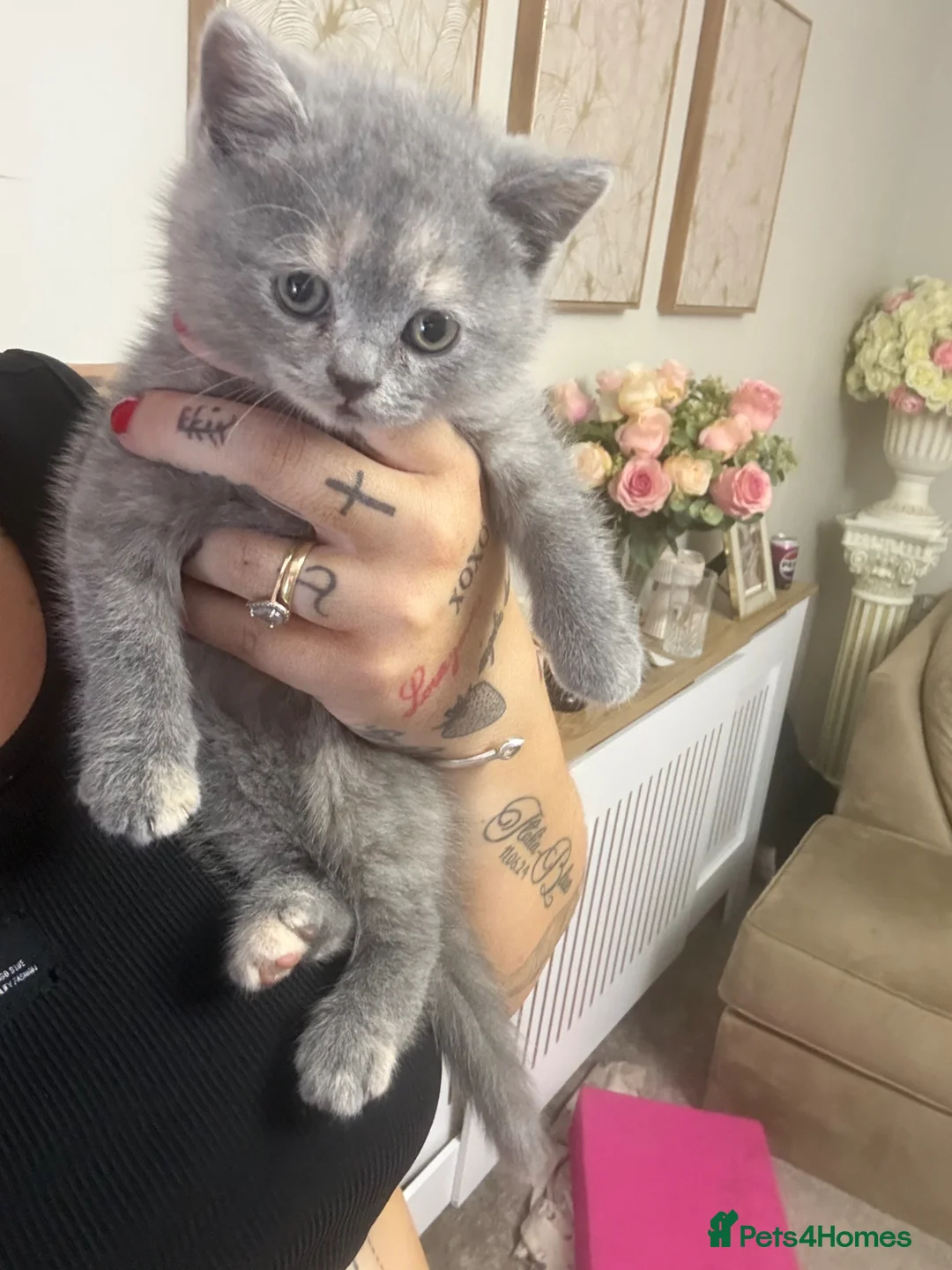 Scottish Fold cats for sale: Scottish fold x British blue kittens  - Advert 2
